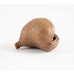 Cor buda natural J3946 The Dida 3