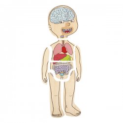 Anatomia del cos humà Beleduc J4924 Beleduc 5
