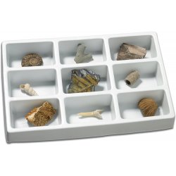Fossils Learning Resources