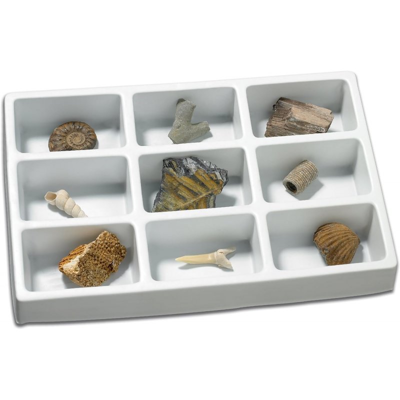 Fossils Learning Resources Fossils Learning Resources J4987 Learning Resources