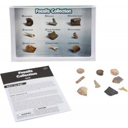 Fossils per a colleccionar J4987 Learning Resources 2
