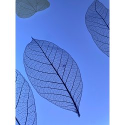 Hojas de Yulan 2211/YL Naturals Education by Anthony Peters 6