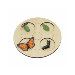 Fases de vida de la mariposa