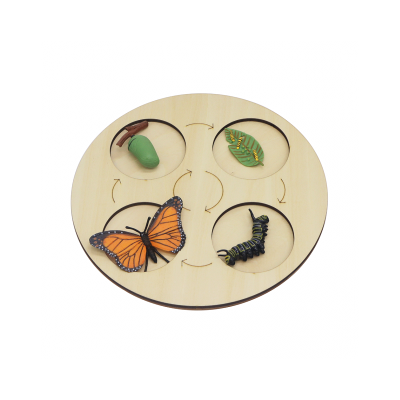 Fases de vida de la mariposa