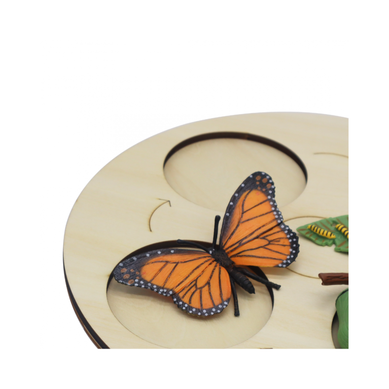 Fases de vida de la mariposa